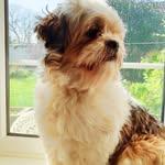 Milo-James - @milojamesbeeching - Instagram