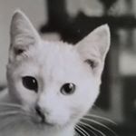 James Belfiore - @belfiorejames - Instagram