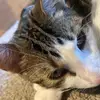 Crazy cat person - @jamesbender424 - TikTok