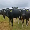 James_Bermingham🐄 - @james_bermingham - TikTok