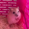 James Bernardi - @jamesbernardi_1702 - TikTok
