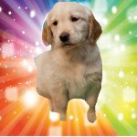 James Berner - @happypuppey - Instagram