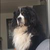 James berner sennen - @bernersennenjames - TikTok