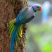 JB Birds - Facebook