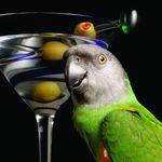 James Birb 007 - @birb.jamesbirb - Instagram