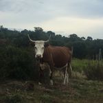 James Billow - @whyilovecows - Instagram