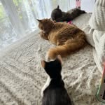 Gabby Ellis - @elsiemaemrbingleylouiejames - Instagram