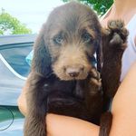 Binnington James Bond - @babybinningtonjames - Instagram