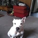 James James - @jamesbjorklysupermandog - Instagram