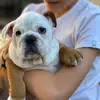 James Blomfiled - @james.blomfiled - TikTok