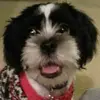 JamesBlonde - @jamesblonde - TikTok