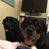 James_bloss_09 - @james_bloss_09 - TikTok