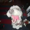 JamesBodino - @jamesbodino1 - TikTok