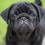 James Bold - @jamesboldthepug - Instagram