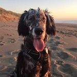 Kingsley James Boldt - @kingsley_james_blue_belton - Instagram