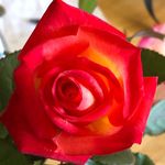 james bonnette - @jamesbonnette3597 - Instagram