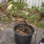 @james.bonsai.08 - Instagram