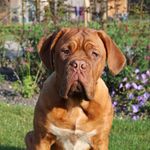 James The Dogue de Bordeaux - @jamesthedogue - Instagram