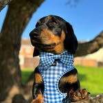 Teddy Longbottom James & Boris Johnson James - @tedthesausage_ - Instagram