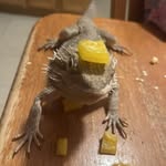 Dominic James Borkowski - @monkyman_vr - Instagram