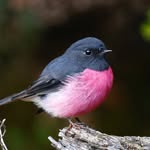 Birds & Wildlife photography by James Bowyer - @jamesbowyernature - Instagram