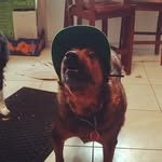 Bramble James - @bramblejamesbanshee - Instagram