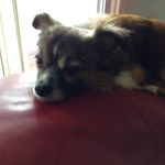 James Brewton - @jbrewtthedog - Instagram