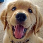 James Brighton - @happydogsfacts - Instagram