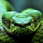 Alexander James Neil Burman - @alex_animals_ - Instagram