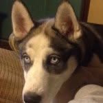 Logan James Bushnell - @mr_husky369 - Instagram