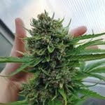 James Cane - @vipkush0 - Instagram
