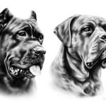 James cane corso puppies for adoption - @james_cane_corso_puppies - Instagram
