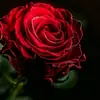 James Capes - @james.capes2 - TikTok