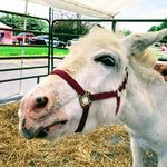James Carrera - @rundonkeyman - Instagram