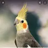 user030385074089573930 - @james.cassar2013 - TikTok
