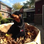 William Holden James Caulfield - @holdentheminpin - Instagram