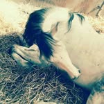 James Cavalier - @jamescavaliercavalier - Instagram