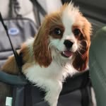 James Cavalier King Charles - @james_cavalierkingcharles - Instagram