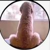 Bad Ape - @james_cheeks - TikTok