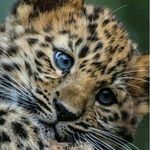 James Chesney - @cames_jaguar - Instagram