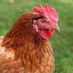 chicken empire - @james_chicken_empire - Instagram