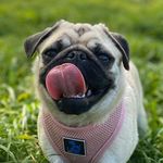 Millie James Chivers - @milliejamesthepug - Instagram