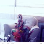 James 🐕 - @jamescitokuin4 - Instagram