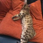 James claxton - @jamesclaxton8061 - Instagram