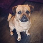 Oscar James Cleverly🐶 - @oscar_clev1 - Instagram