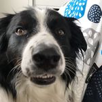 James Clover - @james_and_daisy - Instagram