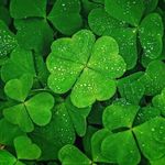 James Harrison Clover - @james_clover1243 - Instagram