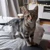 James Clue - @luna.meow1 - TikTok