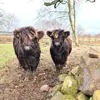 James Clydesdale - @james.clydesdale3 - TikTok