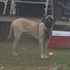 James_co - @norselearner - TikTok